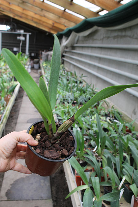 Laeliocattleya Luminosa (tenebrosa х dowiana).jpg