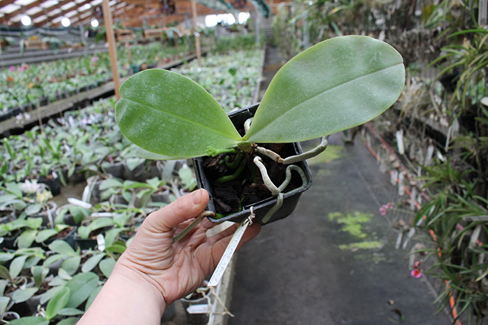 Phalaenopsis Ambotrana x Kung's Red Cherry.jpg