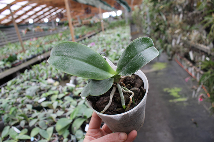 Phalaenopsis CTL Beauty x Yungho Princess Gelb.jpg