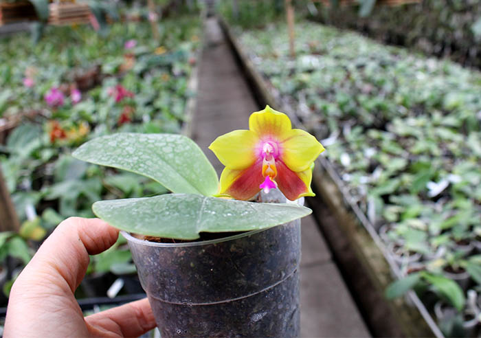 Phalaenopsis Mituo Sun Queen x Samera.jpg