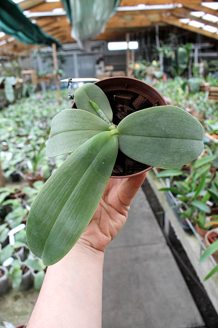 Phalaenopsis gigantea x bellina blue.jpg