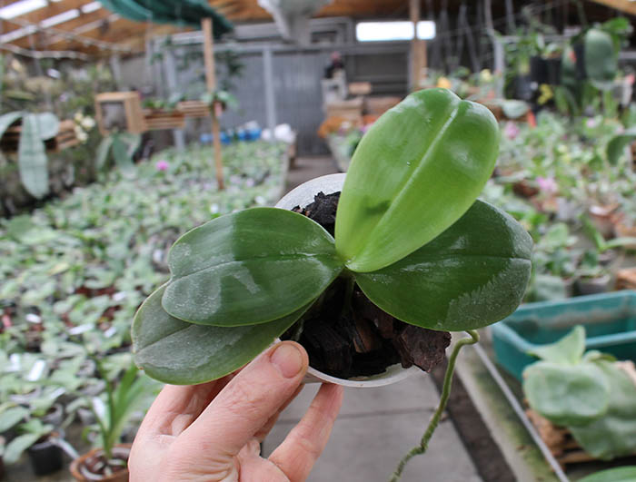 Phalaenopsis Yaphon Red Jewel x Ld's Bear Queen.jpg