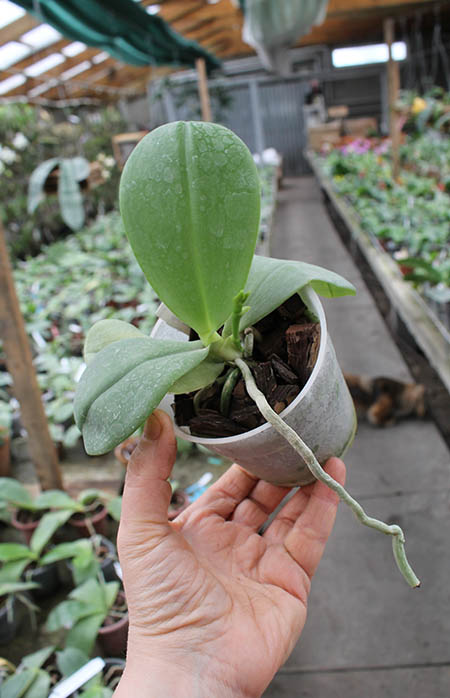 Phalaenopsis Yaphon Goodboy x Ld's Bear Queen.jpg