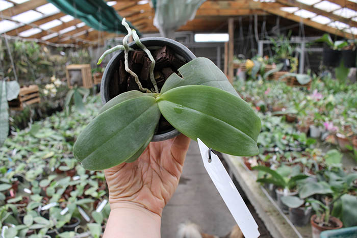 Phalaenopsis Yaphon Nicegirl x gigantea.jpg