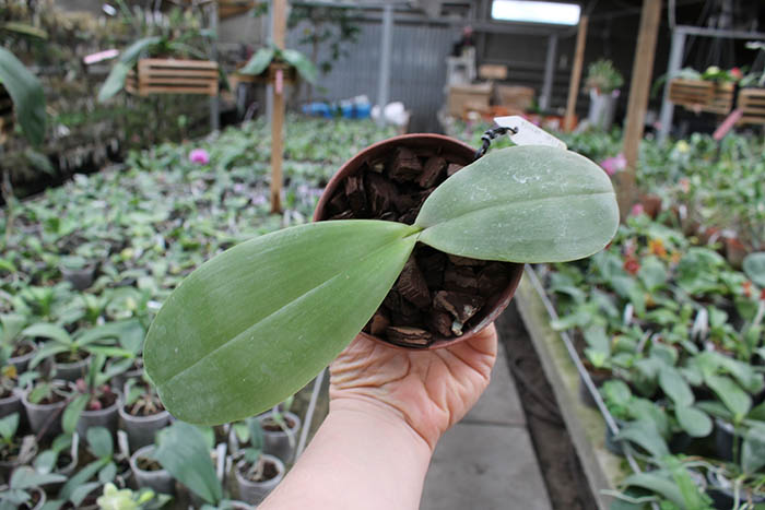 Phalaenopsis gigantea x Mituo Venosa.jpg