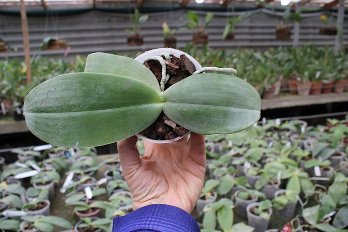 Phalaenopsis gigantea.jpg