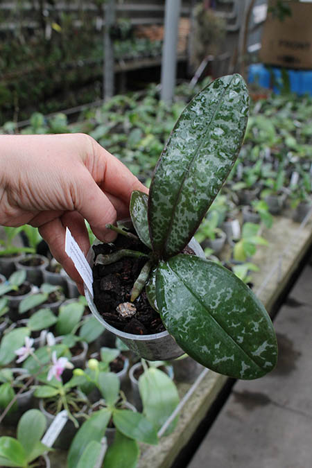 Phalaenopsis stuartiana punctatissima.jpg