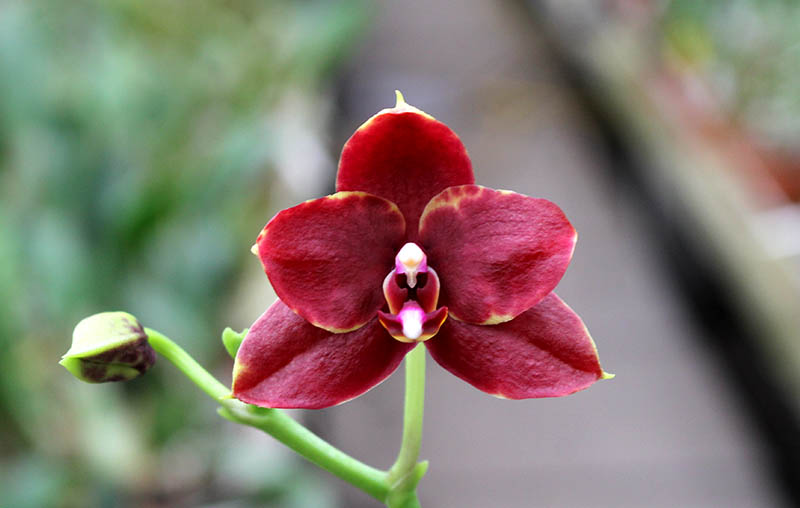 Phalaenopsis Hawaii Dragon Girl x Lioulin Goldfinch.jpg