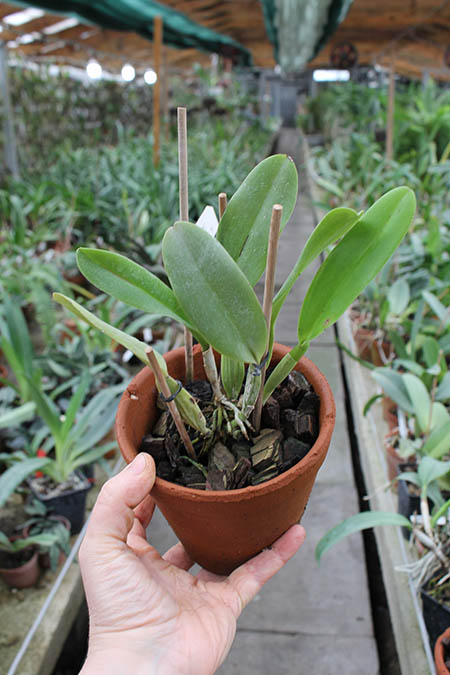 Laeliocattleya Blue Grotto 'Soft Touch'.jpg
