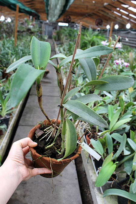 Cattleya skinneri.jpg