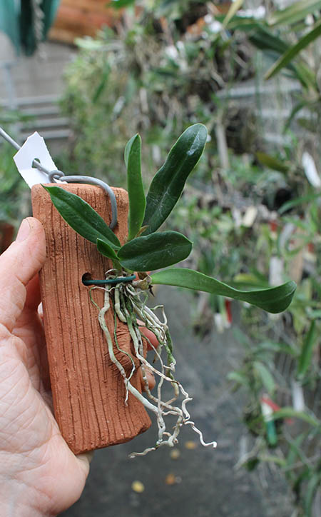 Laelia jongheana.jpg