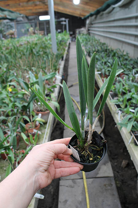 Kirchara Jairak Kiss Spot Lip.jpg