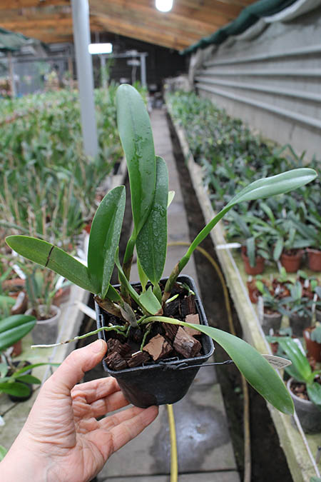 Sophrolaeliocattleya Hawaiian Splash 'Lea' (Payche x Mishima Star).jpg