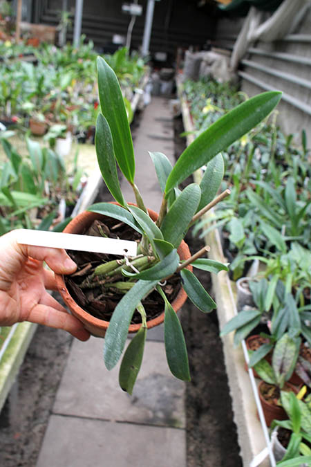 Laeliocattleya Mona Pink 'Hiromi'.jpg