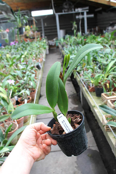 Rhyncattleanthe Young-min Orange 'Golden Satisfaction'.jpg