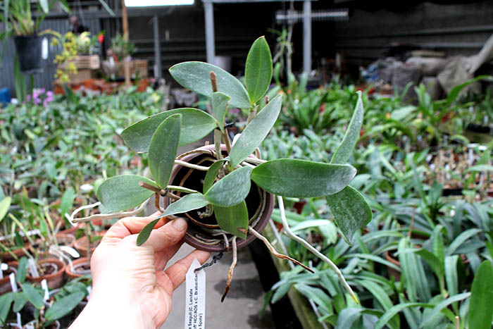 Cattleya Little Seagull.jpg