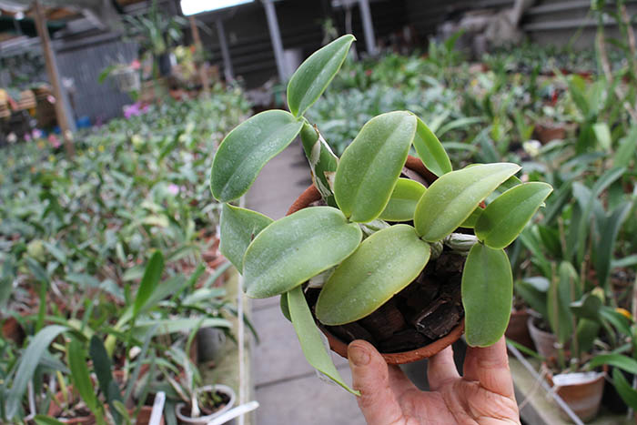 Cattleya walkeriana 'Edward' x nobilior coerulea 'Pledge'.jpg