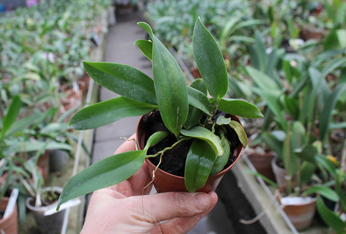 Laelia alaori oculata.jpg