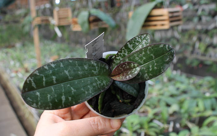 Phalaenopsis stuartiana x nobilis.jpg