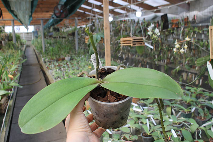 Doritaenopsis Tinny Honey 'Sogo-F894' x Phalaenopsis Yaphon Goldnight '#2'.jpg