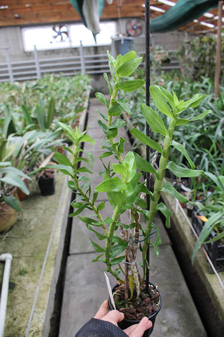 Dendrobium ellipsophyllum.jpg