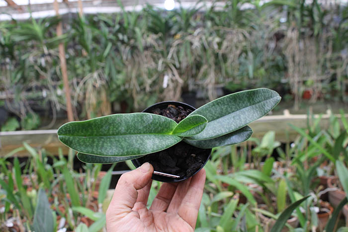 Paphiopedilum Woluwense (niveum x rothschildianum).jpg