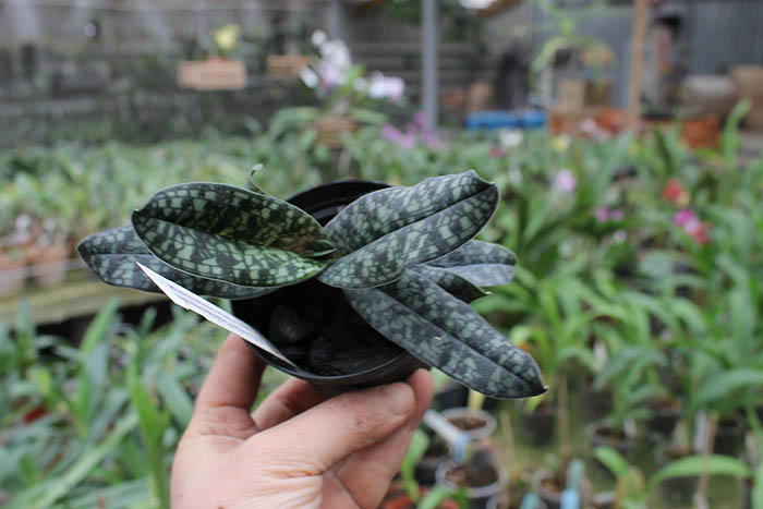 Paphiopedilum niveum x vietnamense.jpg