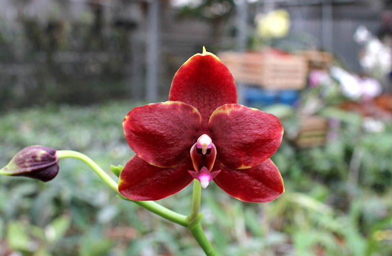 Phalaenopsis Hawaii Dragon Girl x Lioulin Goldfinch.jpg