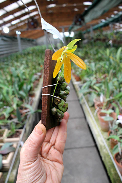 Bulbophyllum khaoyaiensis.jpg