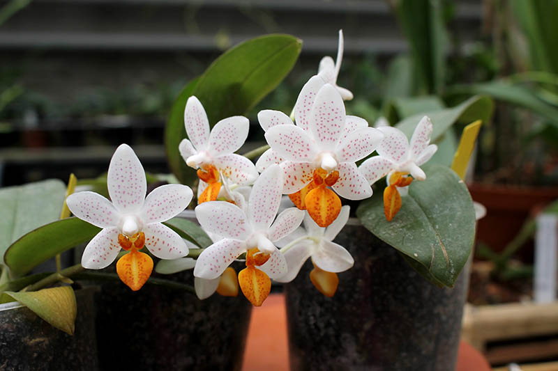 Phalaenopsis Mini Mark 'Maria Teresa'.jpg