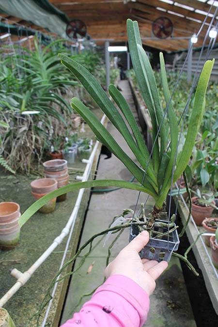 Rhynchostylis retusa.jpg