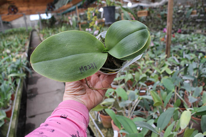 Phalaenopsis Mituo Sun Queen 'Peaches'.jpg