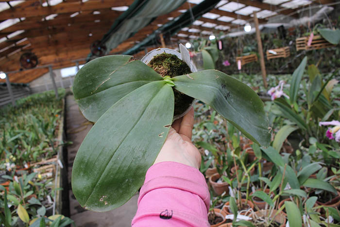 Phalaenopsis (Mituo Venosa x Hannover Passion) x gigantea.jpg