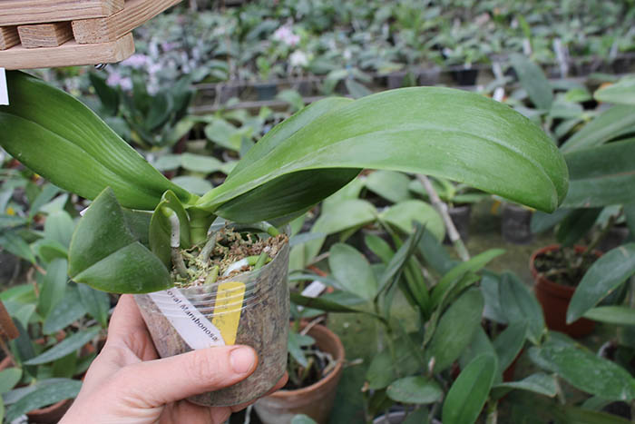 Phalaenopsis Mituo Coral Mambonosa.jpg