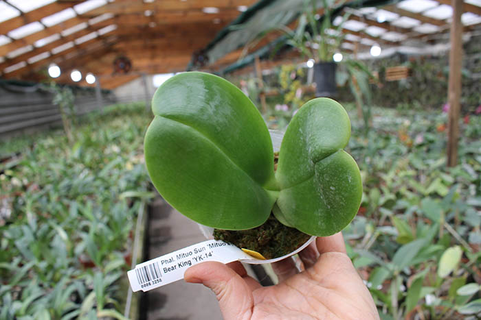 Phalaenopsis Mituo Sun 'Mituo #1' x Ld's Bear King 'YK-14'.jpg