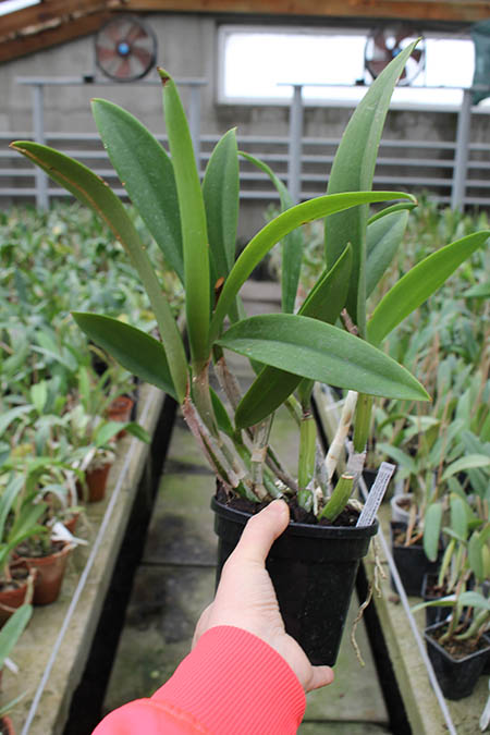 Recchara Frances.jpg