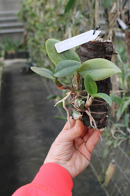 Cattleya nobilior coerulea 'Pledge' x 'Buna Blue'.jpg