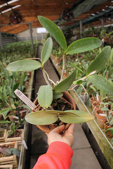 Cattleya Walkerinter coerulea.jpg