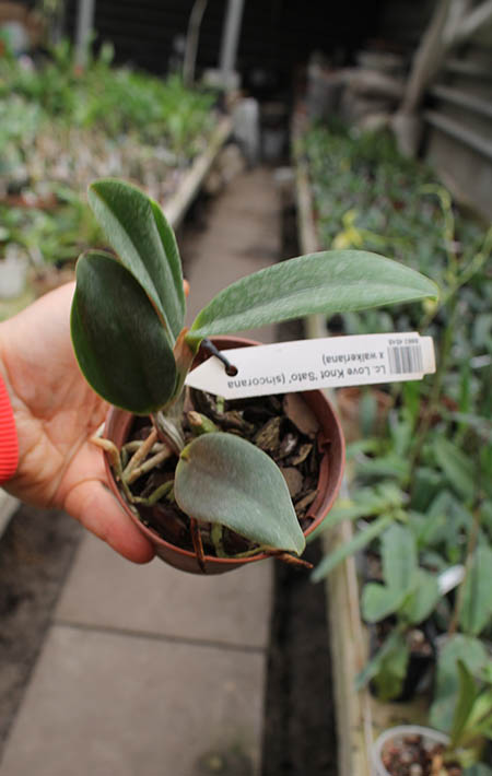 Laeliocattleya Love Knot 'Sato'.jpg