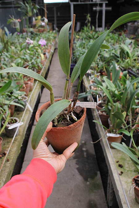 Laeliocattleya Mem Robert Strait 'Islander Delight'.jpg