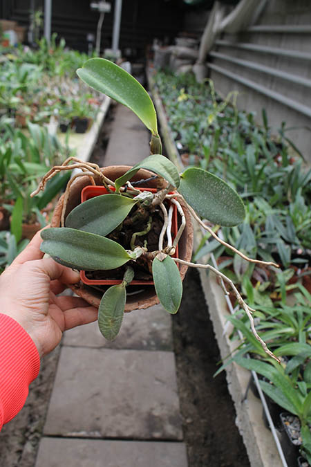 Laeliocattleya Aloha Case 'Ching Hua'.jpg