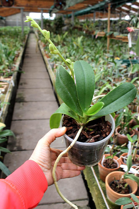 Sedirea japonica x Vandopsis parishii.jpg