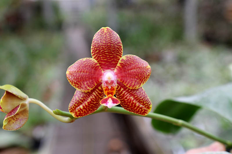 Phalaenopsis Mituo Cake 'M#1' x venosa 'TGDT'.jpg