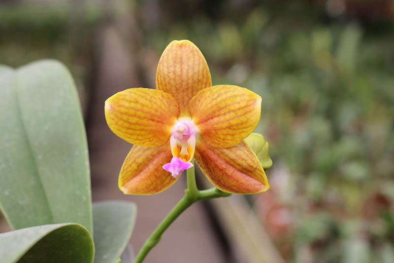 Phalaenopsis Lioulin Moon x bellina blue.jpg