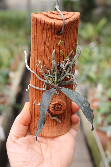 Phalaenopsis chibae.jpg