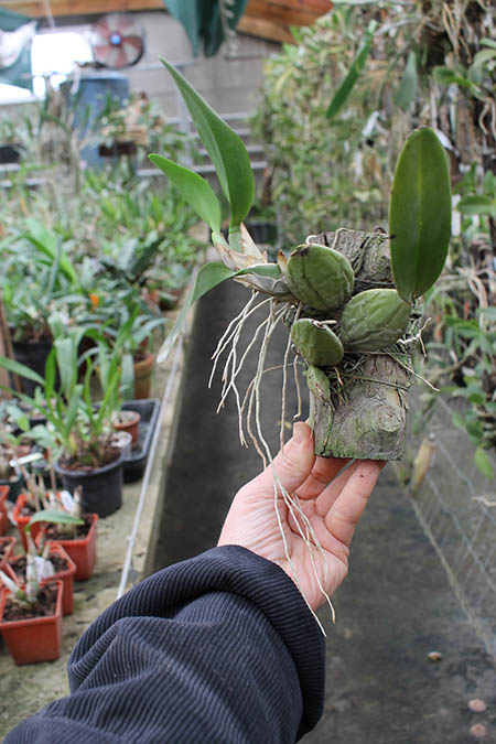 Laelia rubescens.jpg