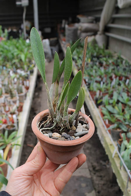 Laelia fournieri.jpg