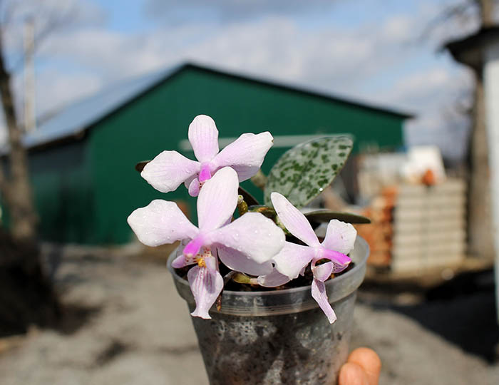 Phalaenopsis schilleriana x lindenii.jpg