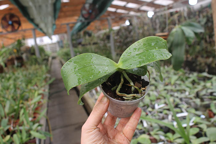 Phalaenopsis LD Mok Choi x Chienlung Red King CLR.jpg