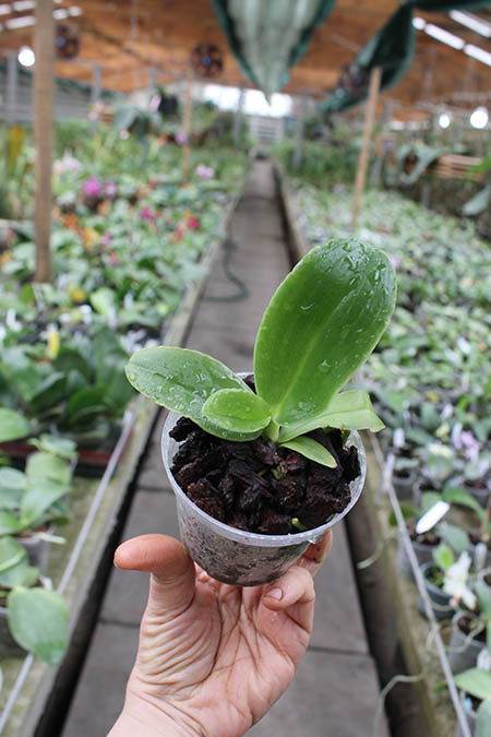 Phalaenopsis gigantea x pulchra red.jpg